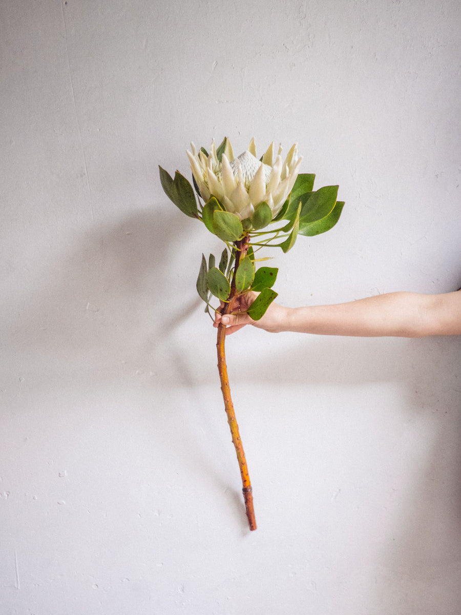 Protea Artic Ice